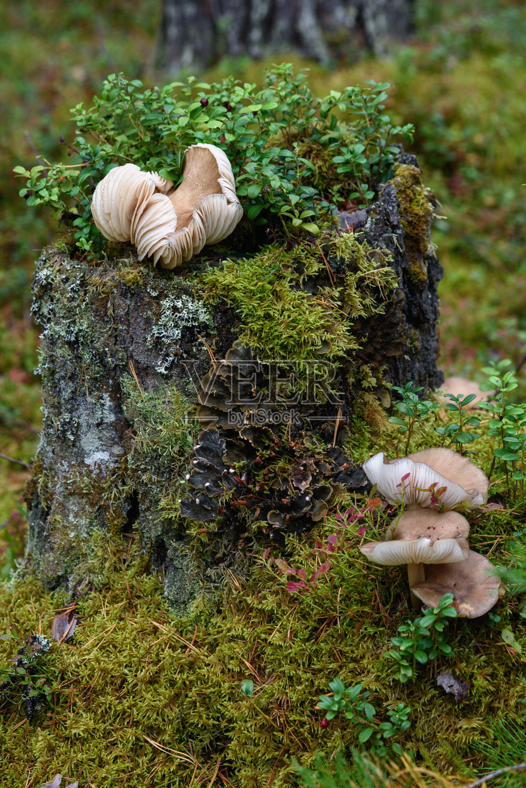 毒蕈在森林里的一个老树桩上照片摄影图片