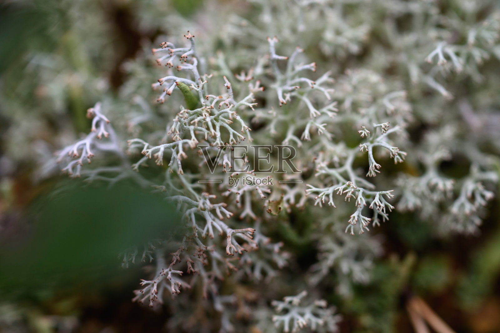 森林微型植物的特写。照片摄影图片
