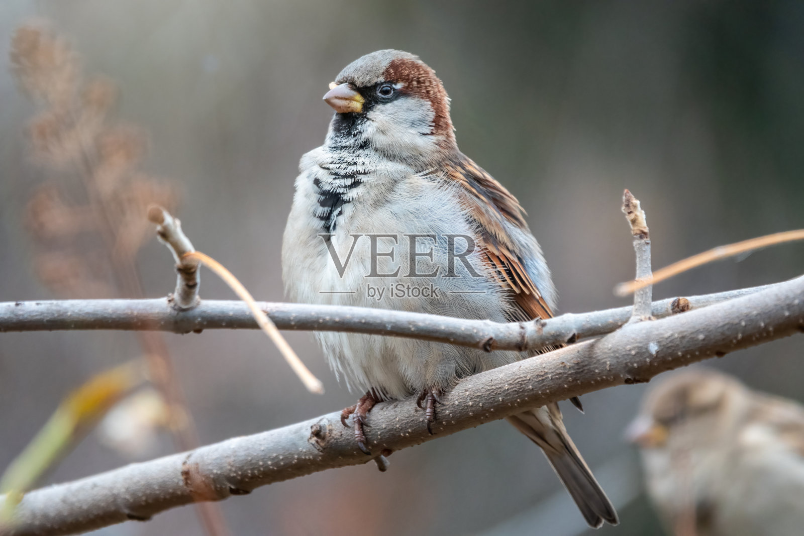 麻雀坐在没有叶子的树枝上。照片摄影图片