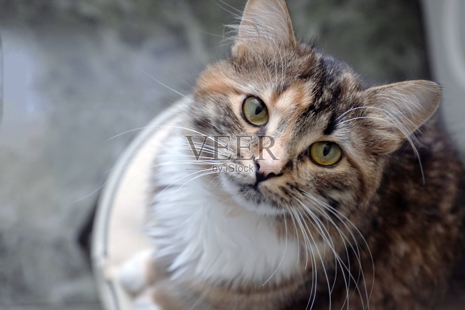 一只长着绿色大眼睛的猫近距离地看着我照片摄影图片