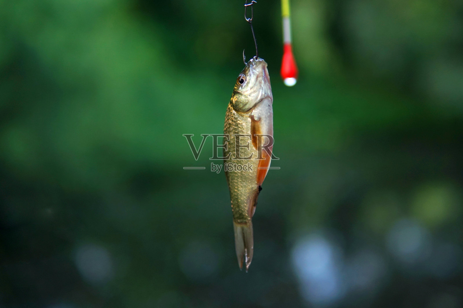 小鱼上钩，鲫鱼上钩照片摄影图片