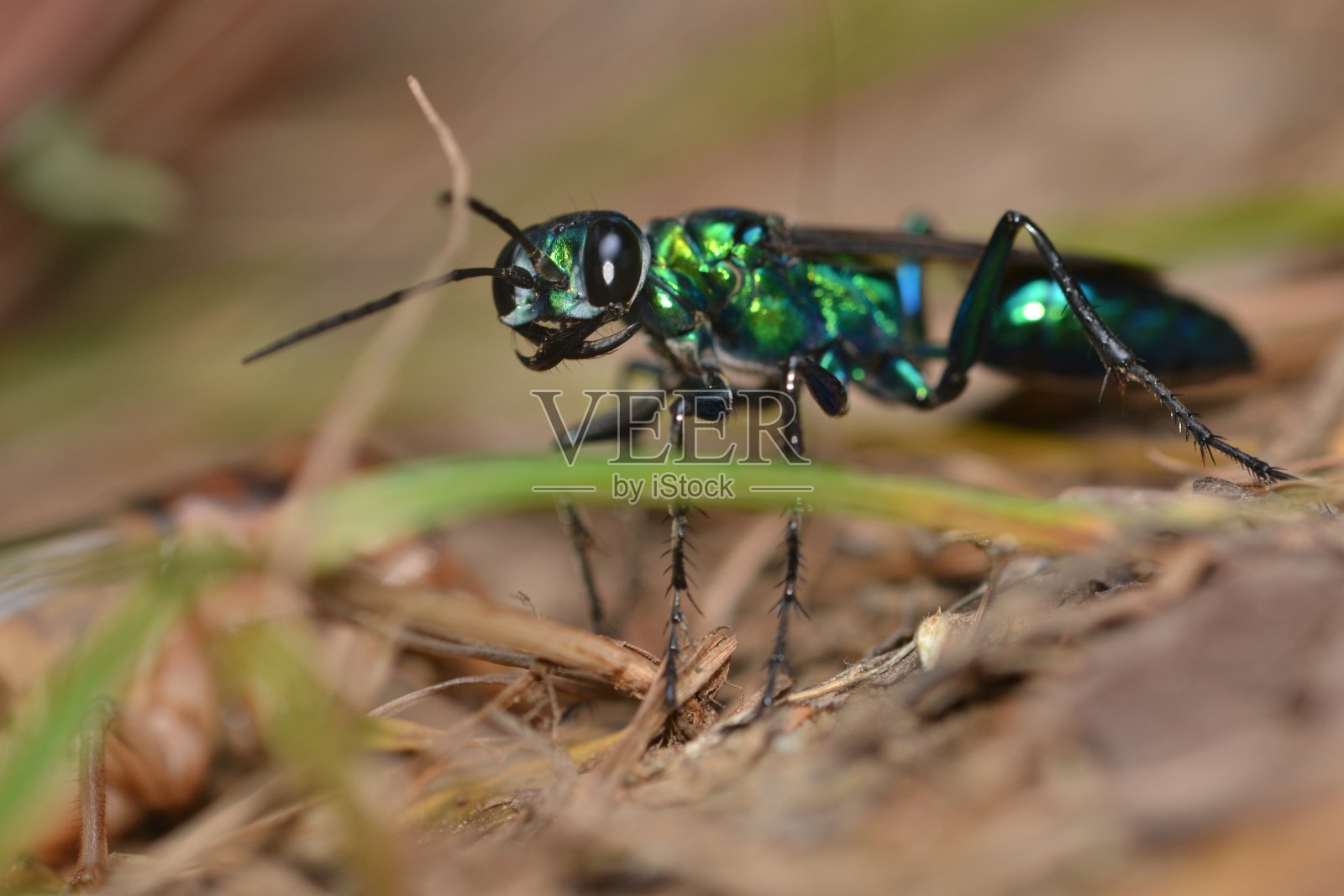 翡翠蟑螂黄蜂照片摄影图片
