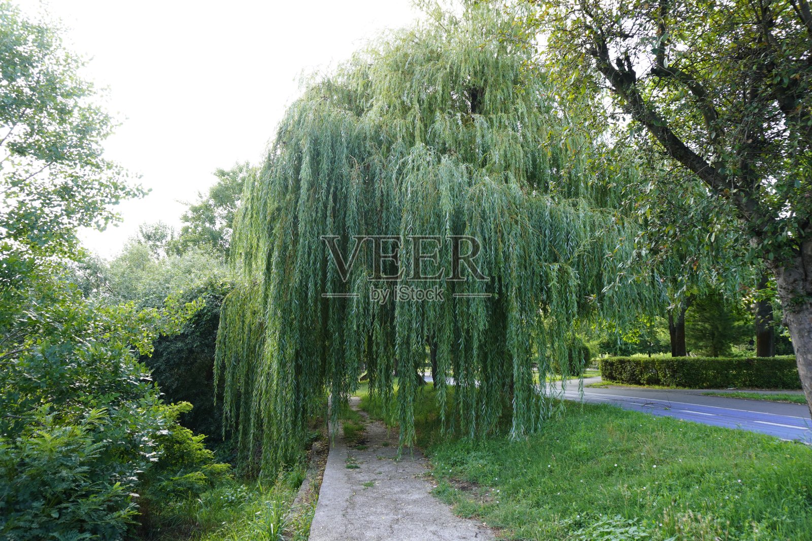 金合欢树在公园河边照片摄影图片