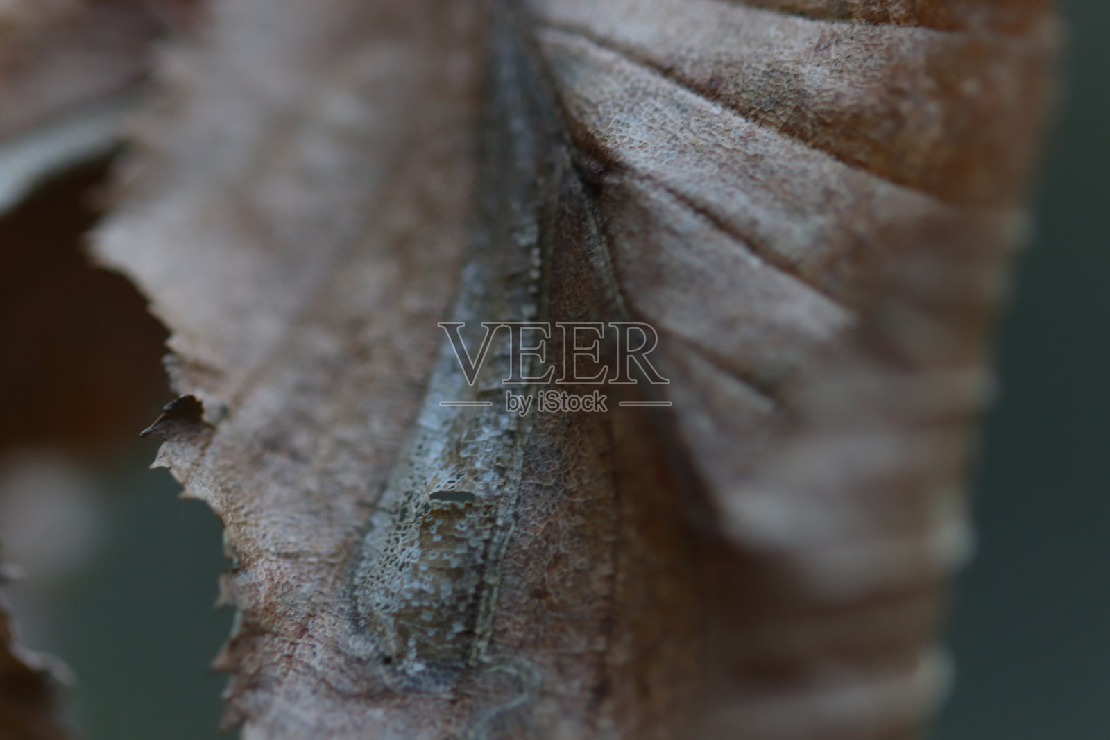 葱郁绿色世界的细节照片摄影图片