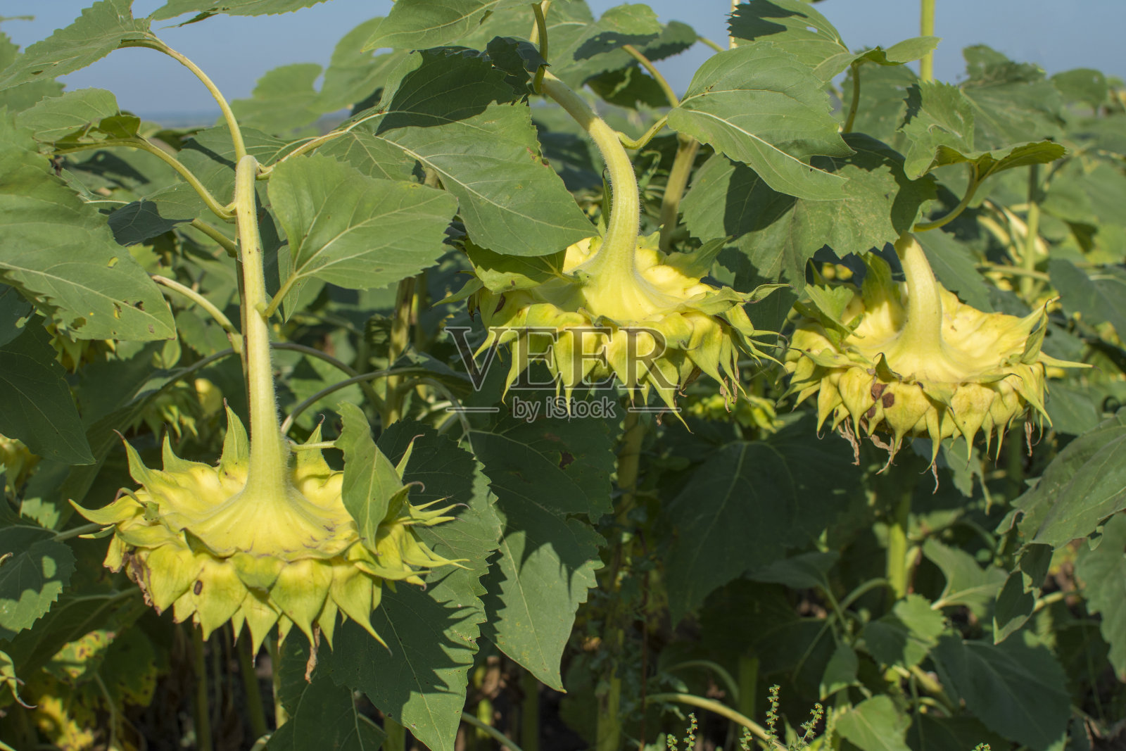 花坛里有成熟种子的向日葵。在农田里种油籽。照片摄影图片