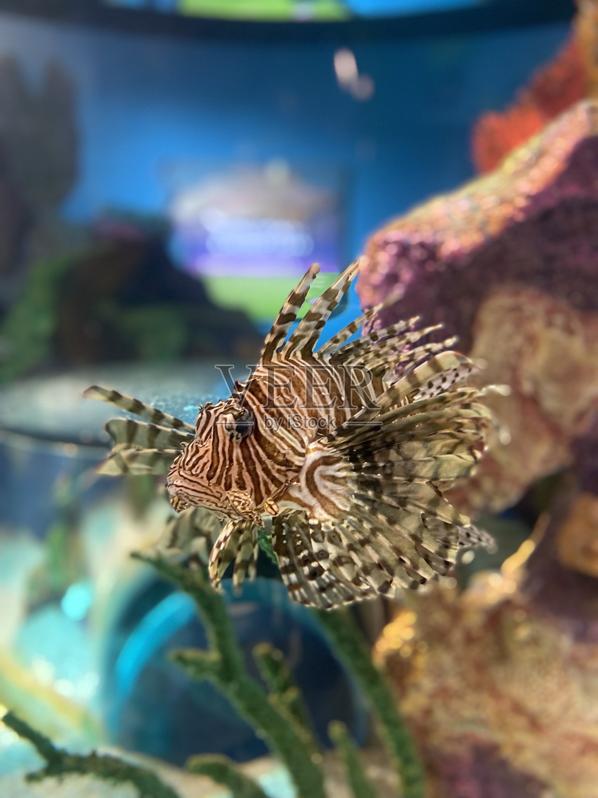 狮子鱼特写镜头照片摄影图片