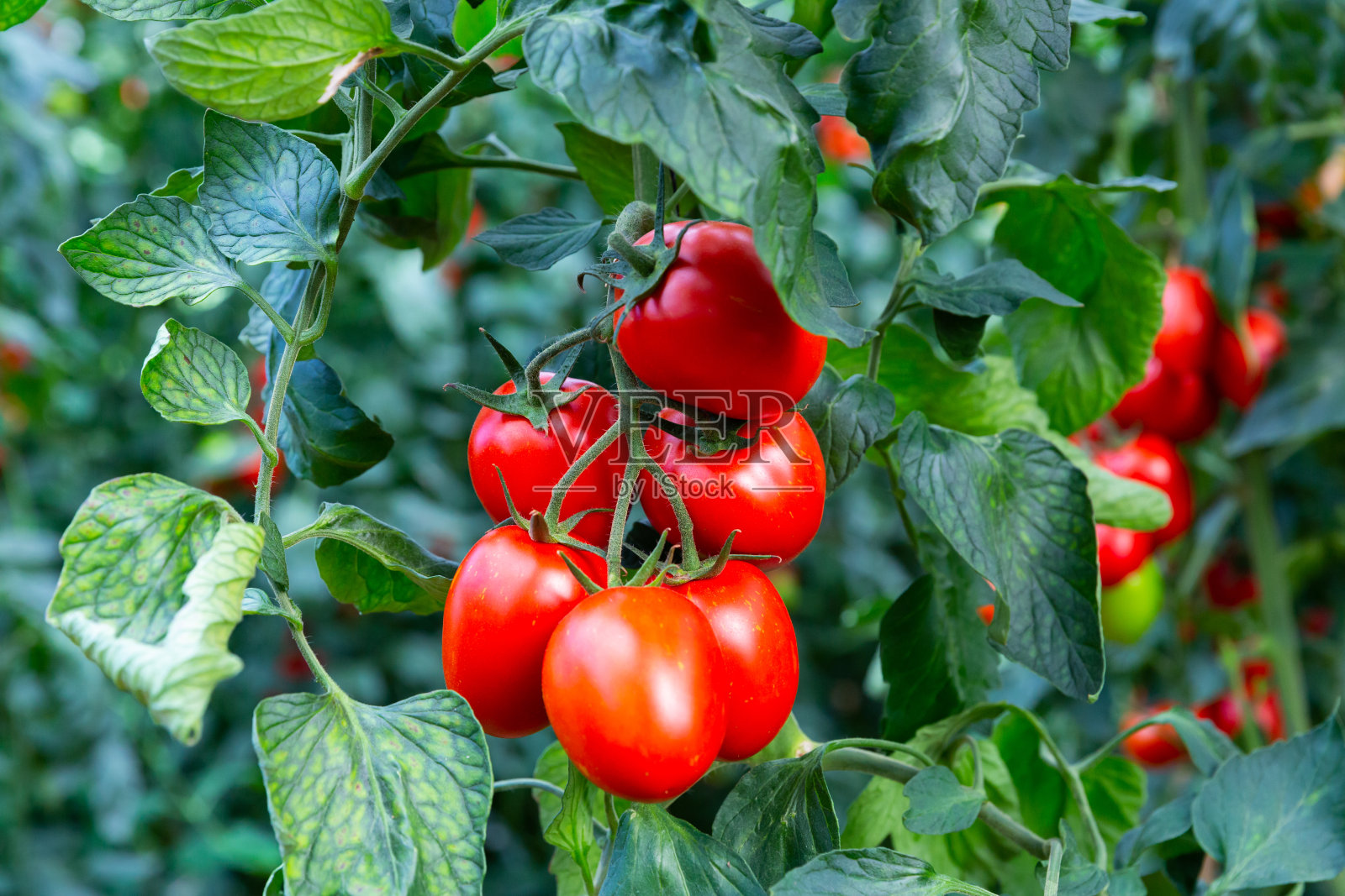 在温室里收获成行成熟的红色西红柿照片摄影图片