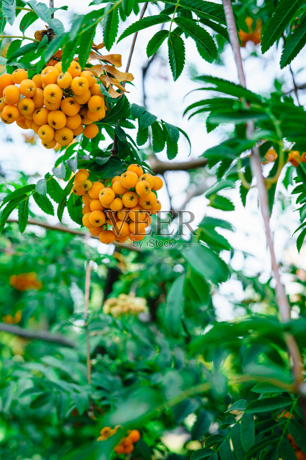 挂在树枝上的山灰浆果照片摄影图片