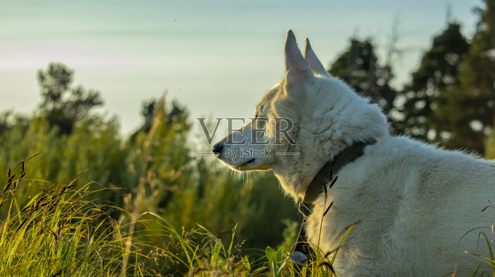 日落时一只白狗的肖像照片摄影图片