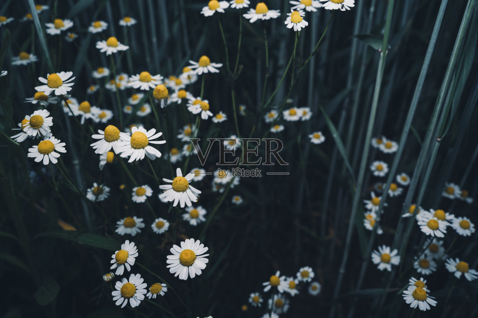 田野里绿梗间的小雏菊照片摄影图片