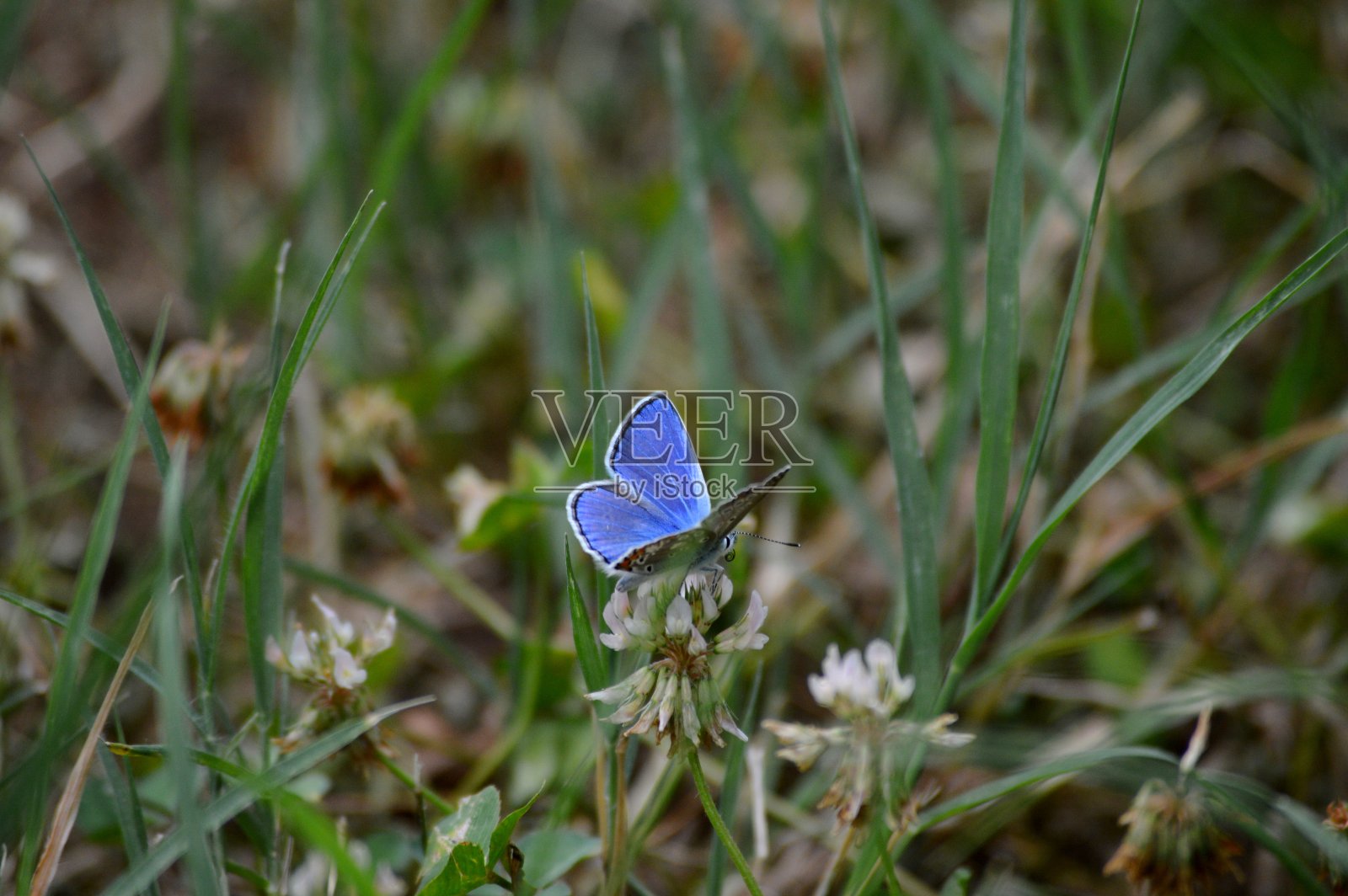草地上白色三叶草花朵上的一只蓝蝴蝶照片摄影图片