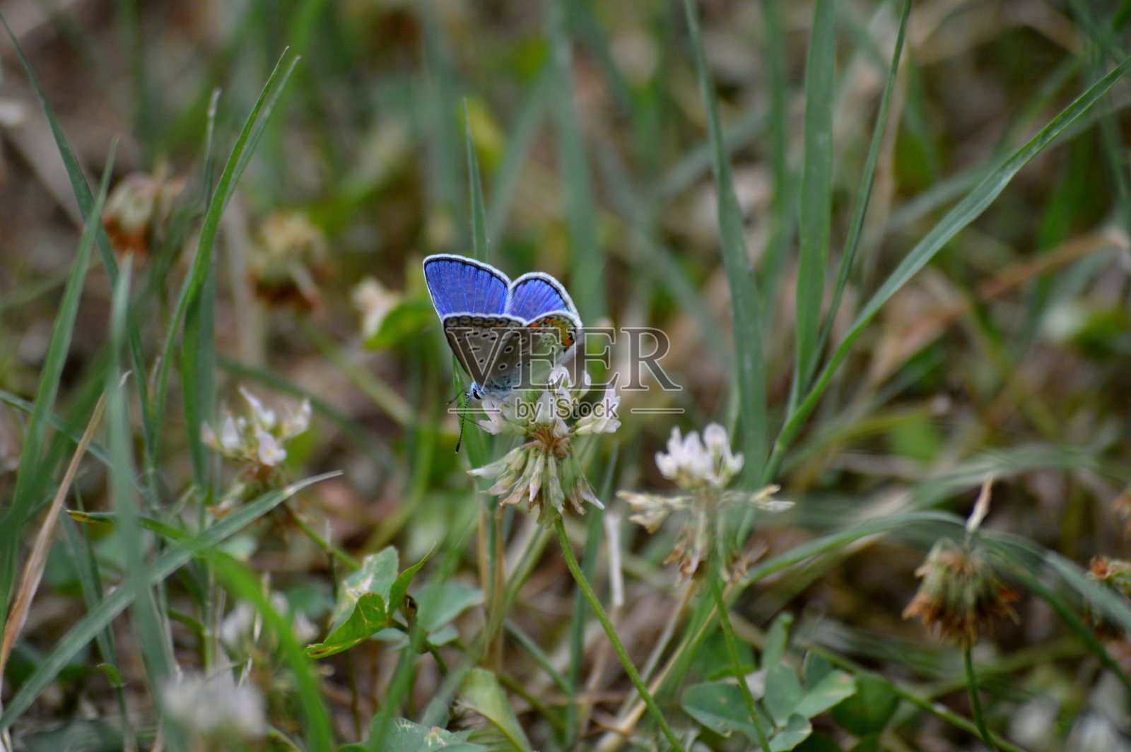 草地上白色三叶草花朵上的一只蓝蝴蝶照片摄影图片