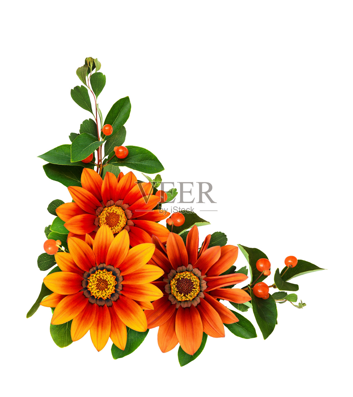 非洲洋甘菊，有绿色的叶子和橙色的浆果，在白色的角落有花的安排照片摄影图片