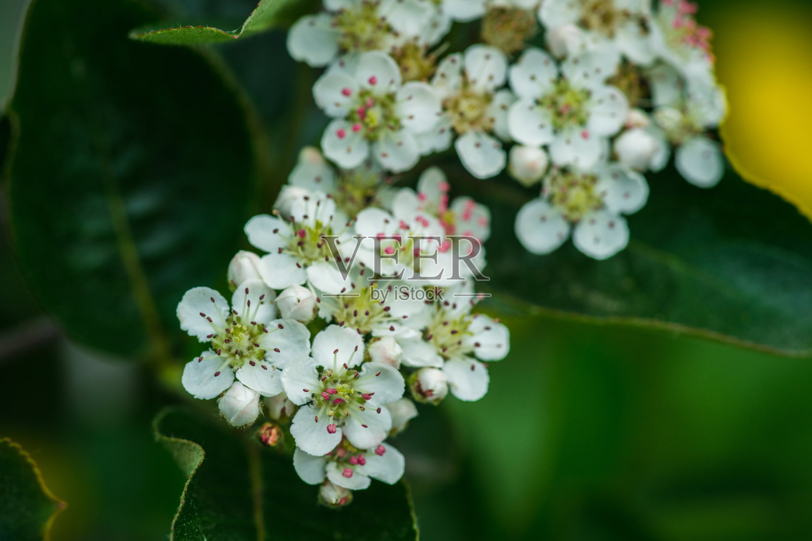 盛开的黑色山楂树与一束束在农场春天的日子。有选择性的重点。照片摄影图片