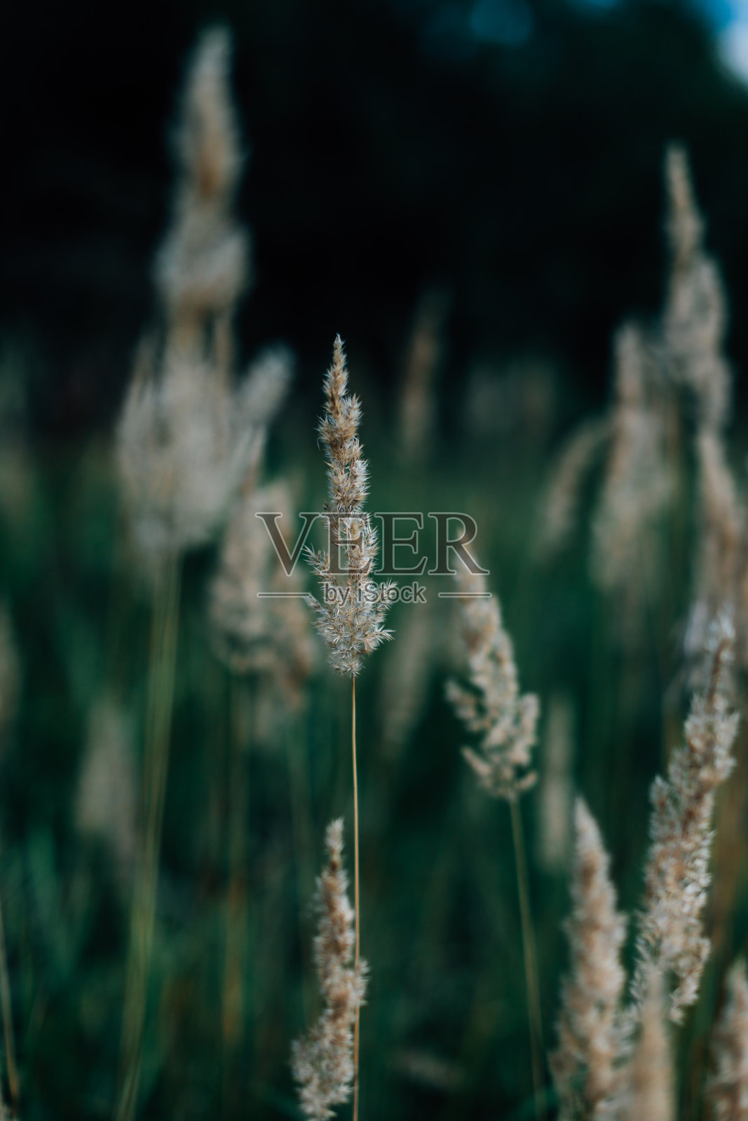 野花和植物特写，模糊和模糊，软聚焦夏天照片摄影图片