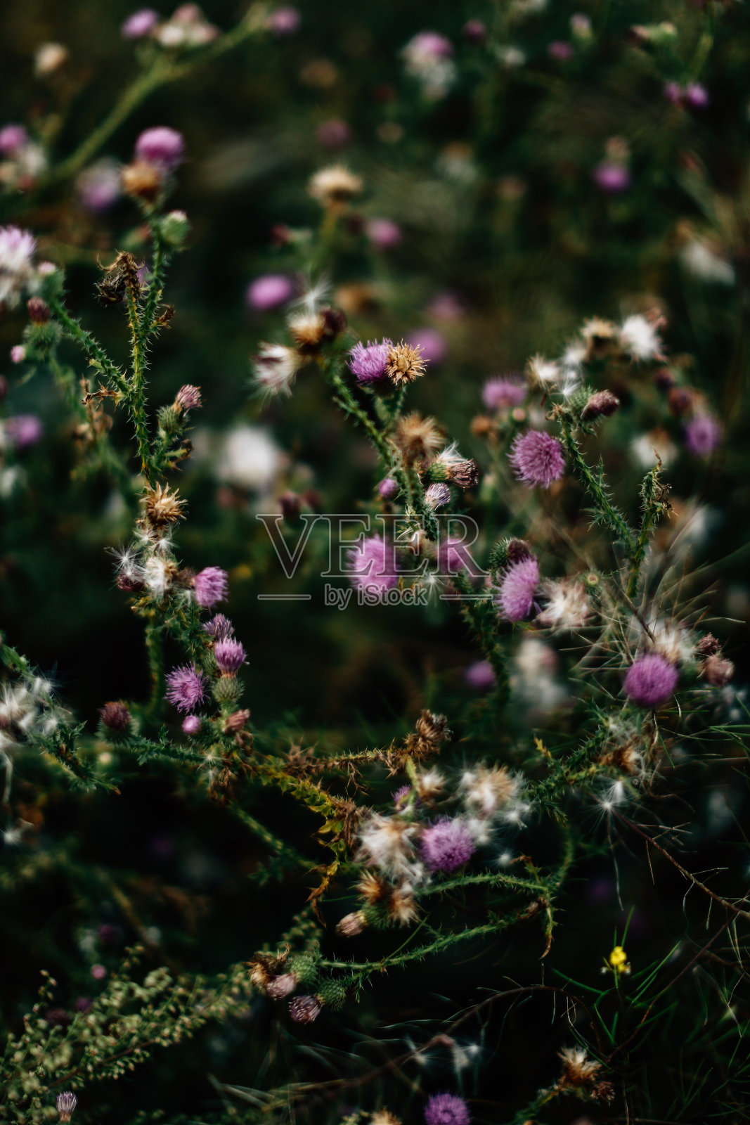 野花和植物特写，模糊和模糊，软聚焦夏天照片摄影图片