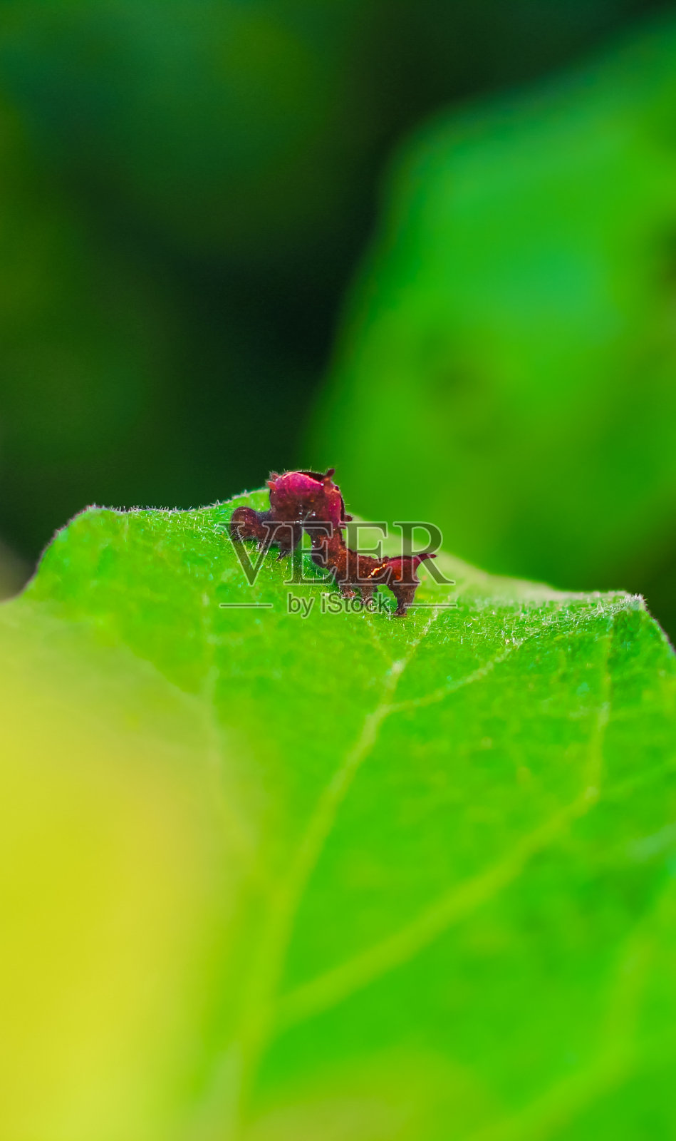 一个令人毛骨悚然的红色毛虫在绿叶上的特写镜头。一只红色的毛毛虫栖息在一片叶子上。照片摄影图片