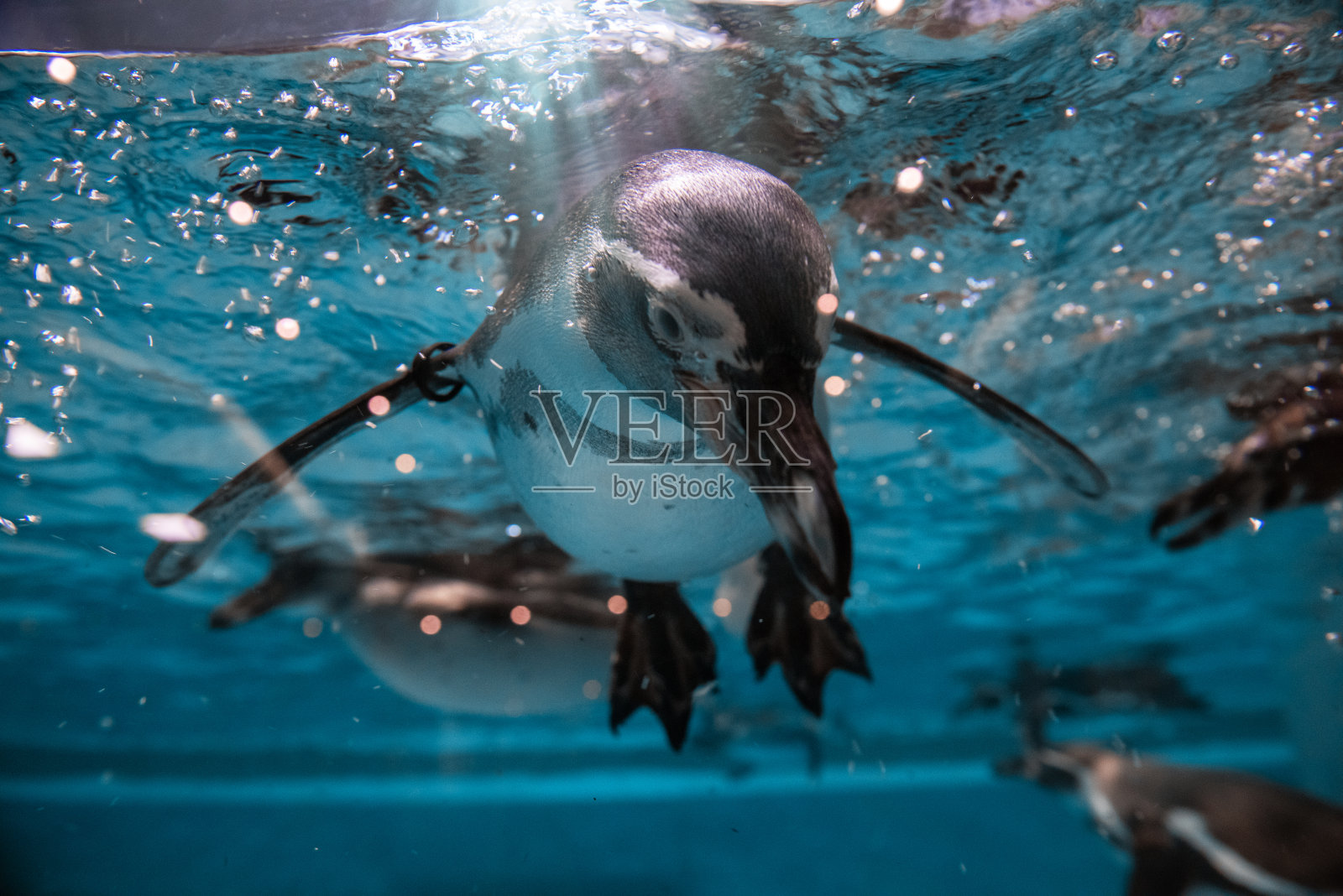 企鹅潜水照片摄影图片