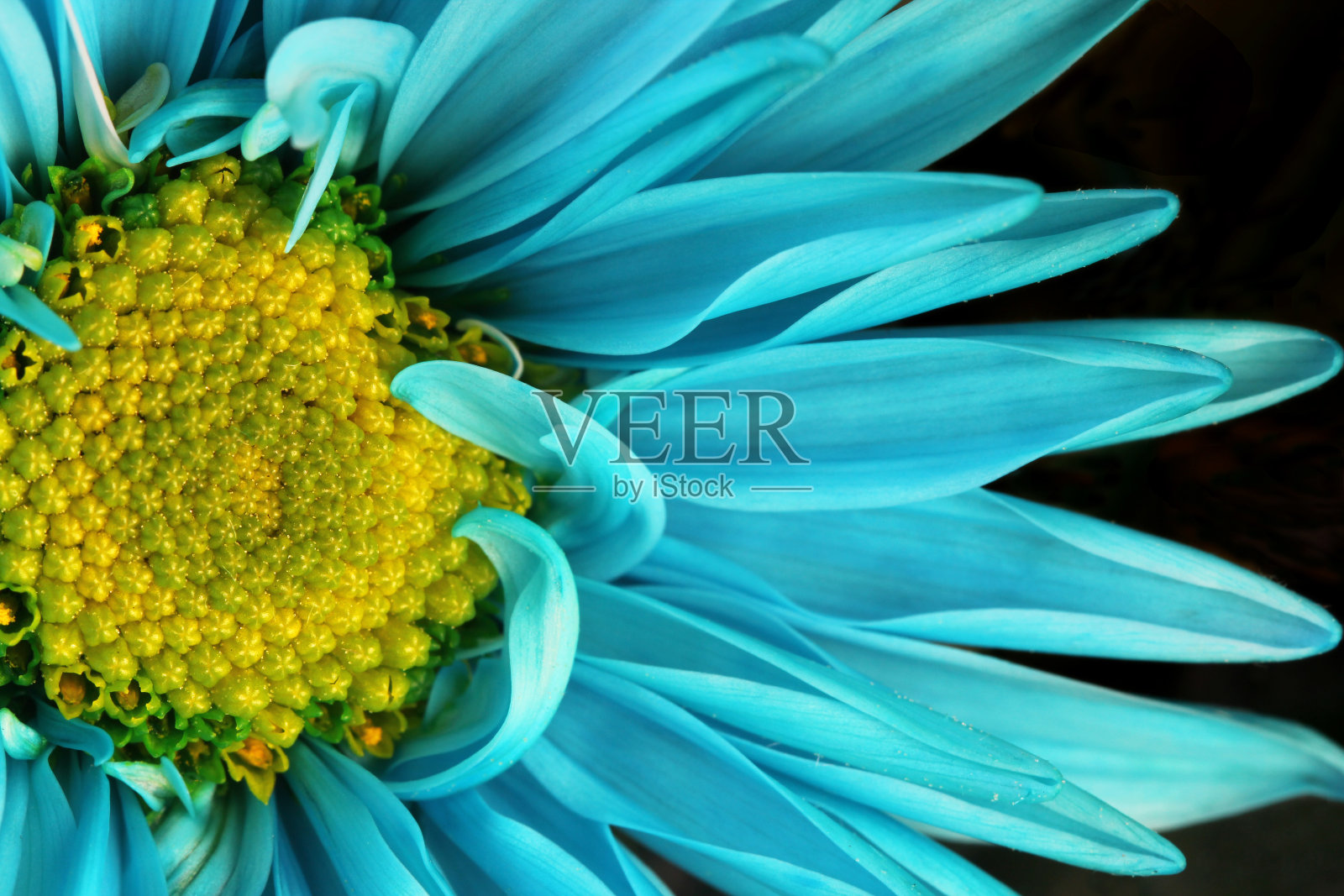 蓝色雏菊在黑色背景照片摄影图片