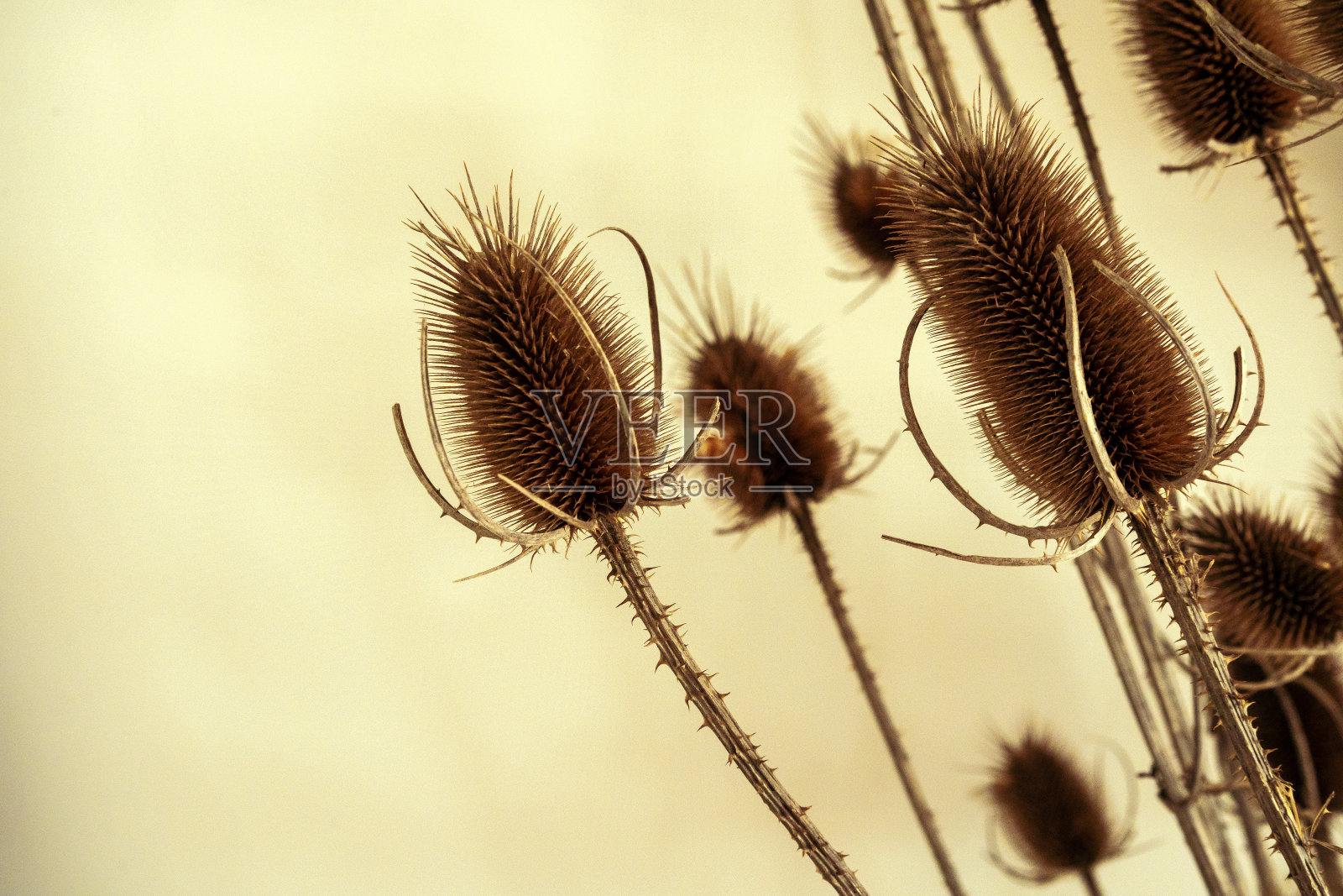 装饰干燥的植物树枝的裁剪图像照片摄影图片