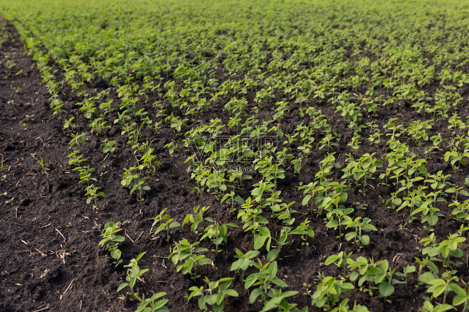 黑土上的大豆幼苗床。大豆在试验田中生长。有机农业的概念照片摄影图片