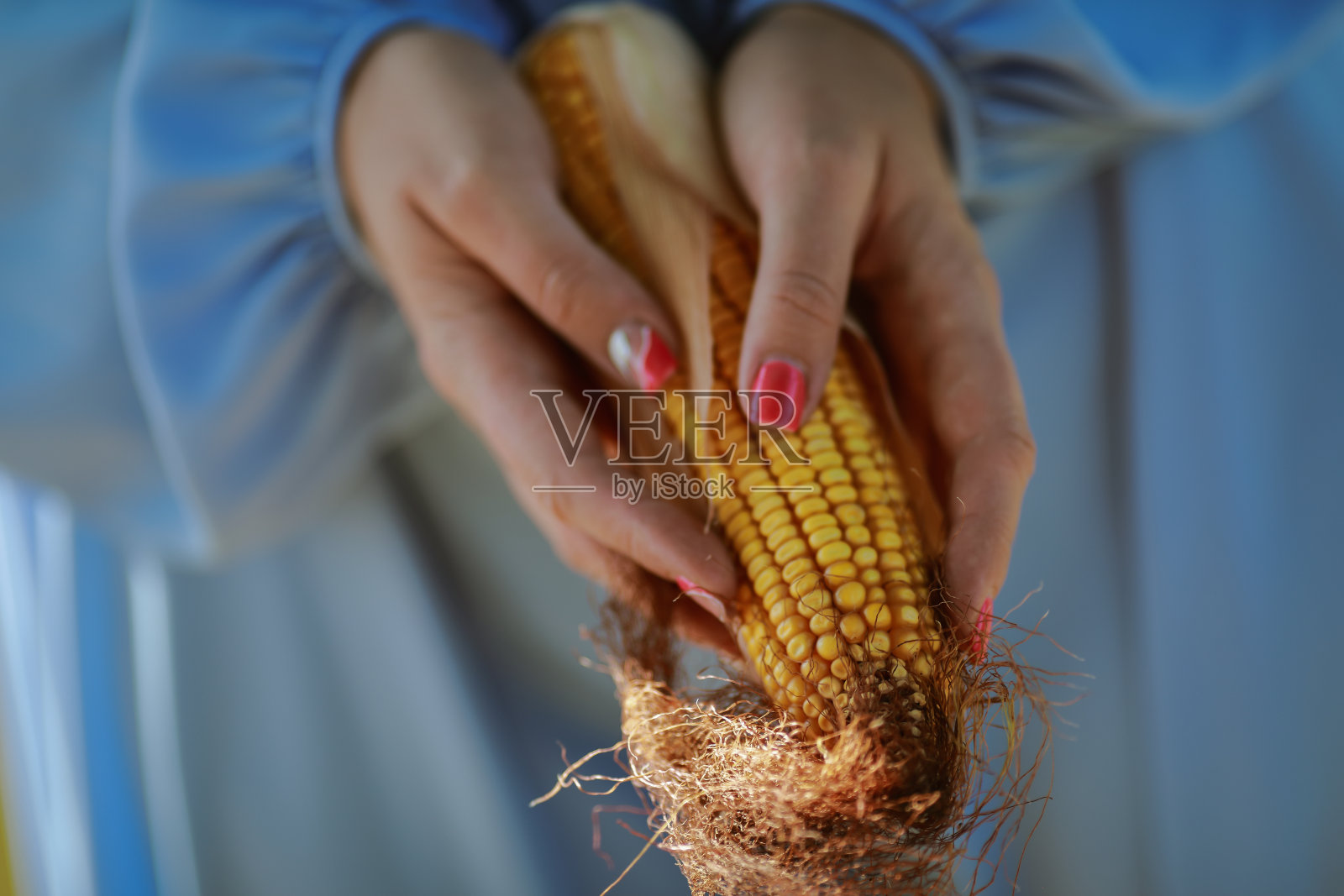 手里拿着新鲜的玉米照片摄影图片