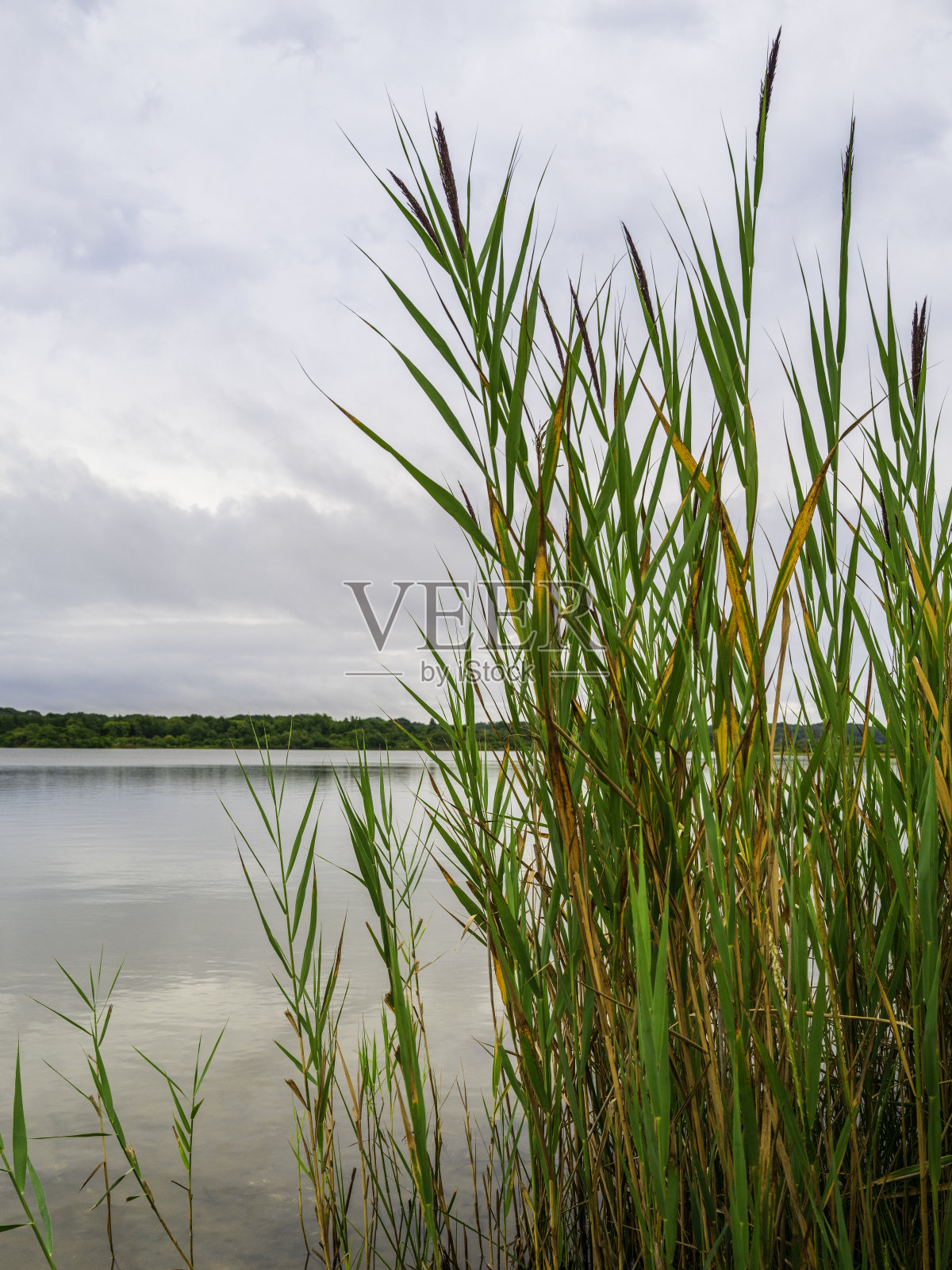科德角湖上高大的绿色芦苇。照片摄影图片