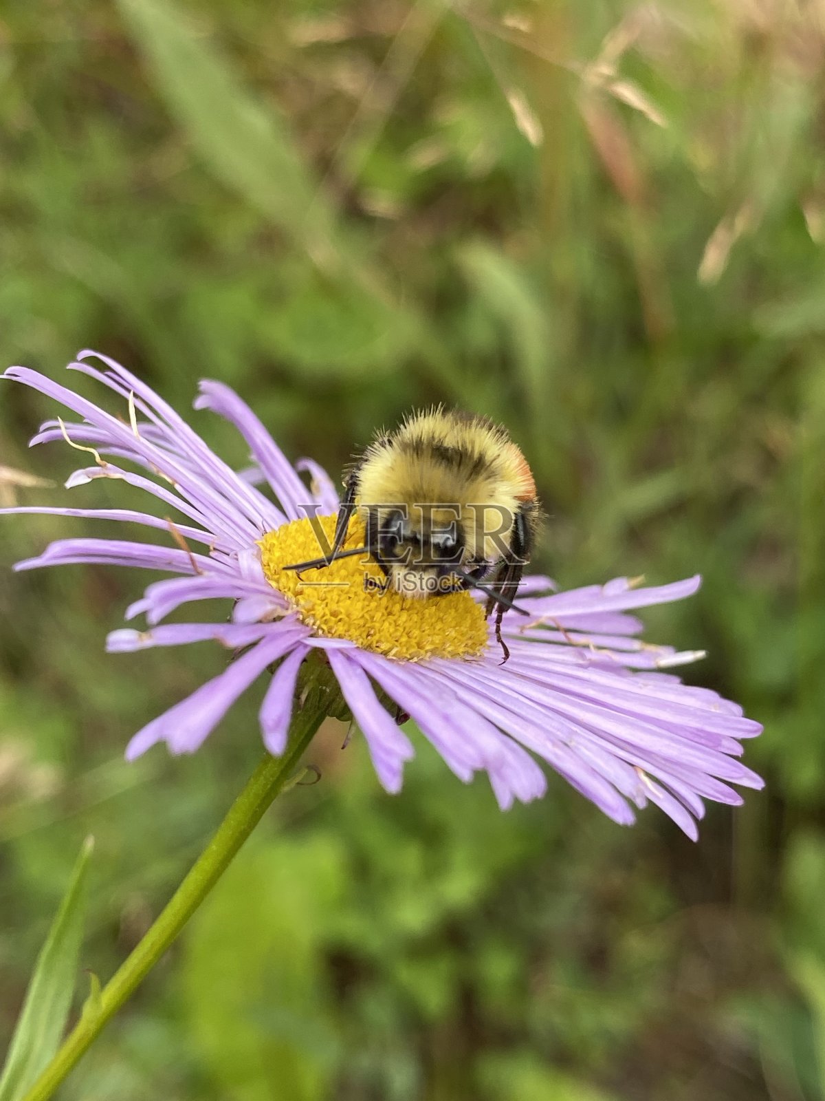 大黄蜂给野花授粉照片摄影图片