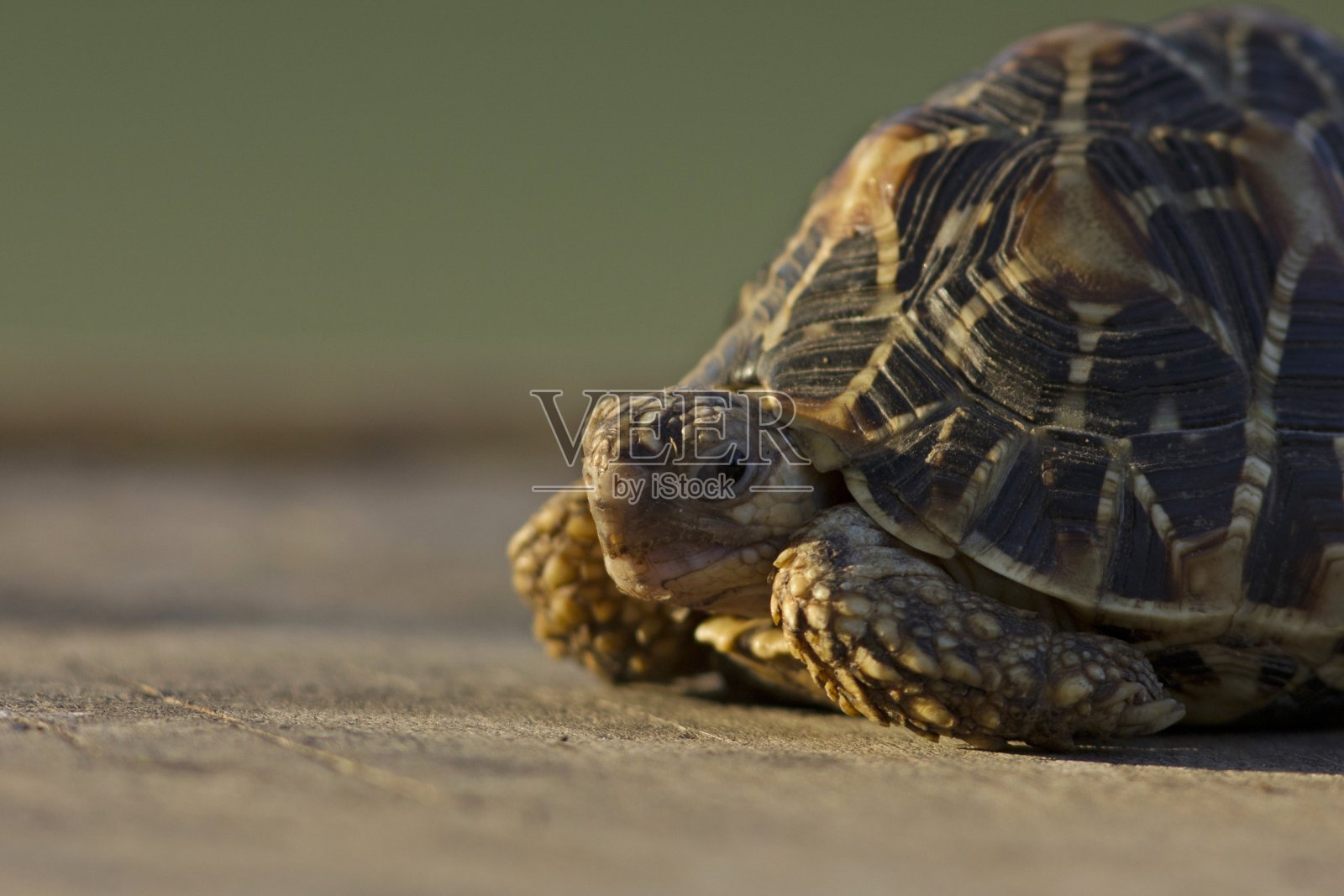 印度的星龟在印度甘地那加的Indroda自然公园照片摄影图片