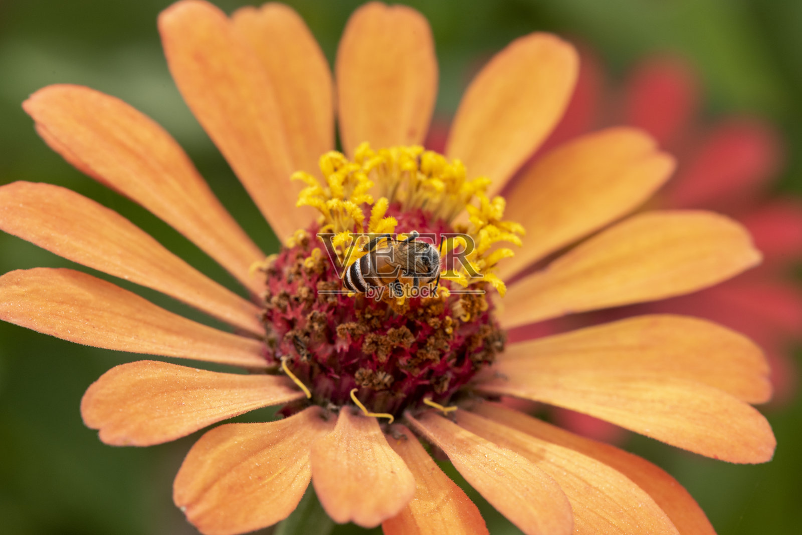 特写和选择性聚焦蜜蜂图像，小蜜蜂在黄花上寻找花蜜。照片摄影图片