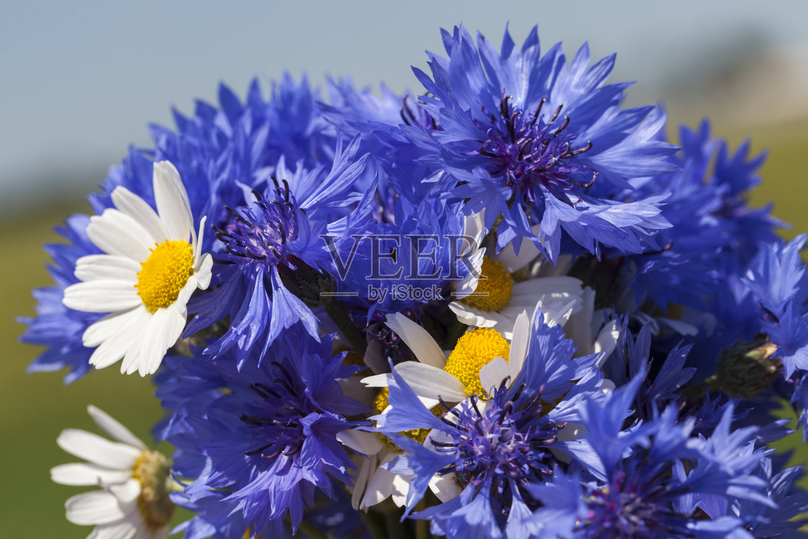 收集了一束蓝色的野花矢车菊照片摄影图片