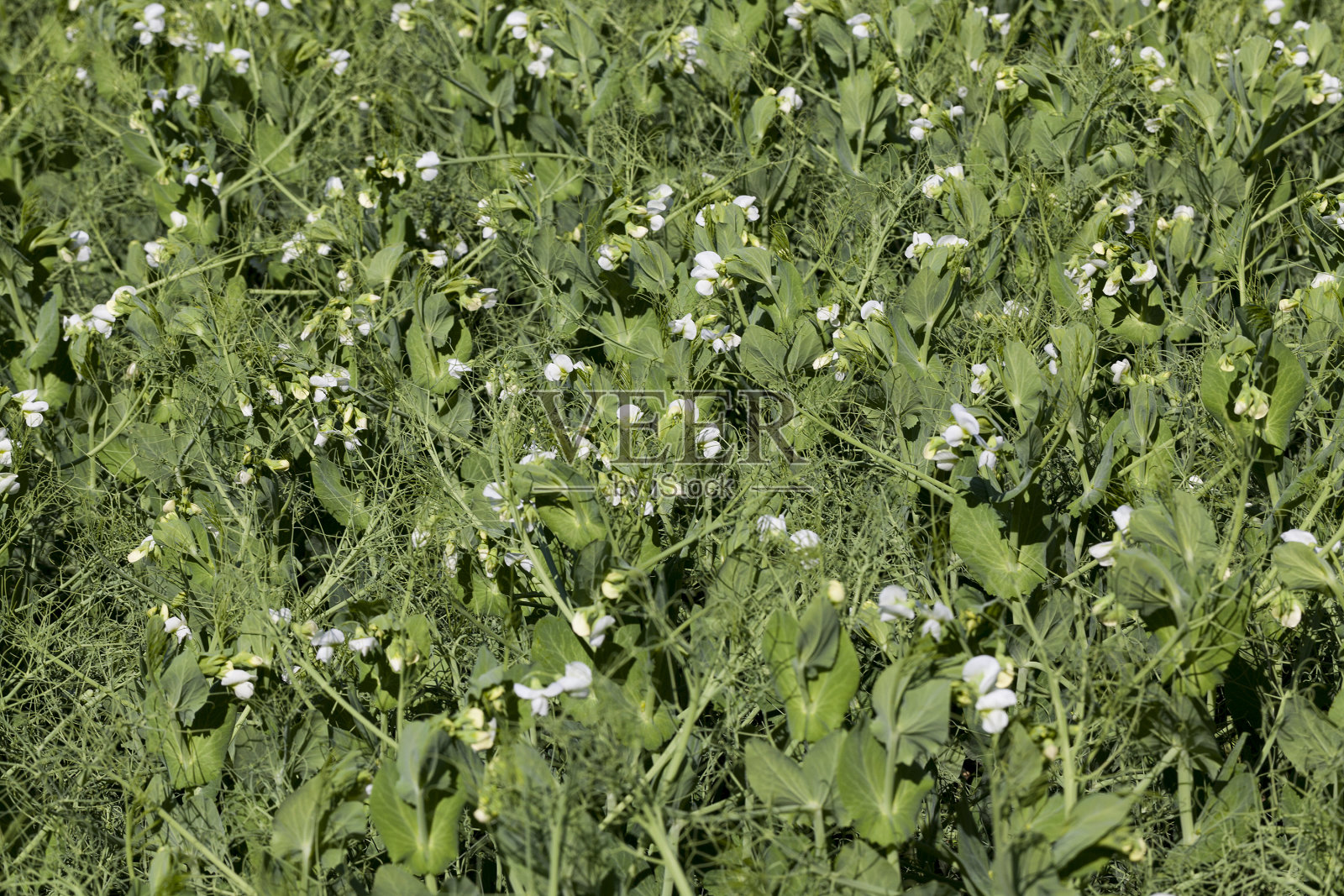 种植绿色豌豆的农田照片摄影图片