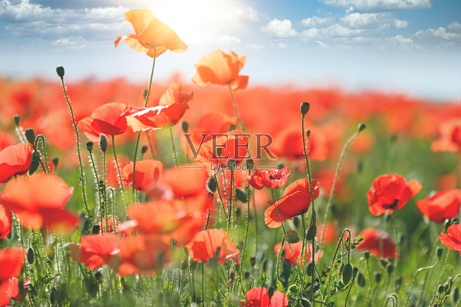 夏天的罂粟田，选择性地聚焦罂粟花的柔美，大自然的美丽照片摄影图片