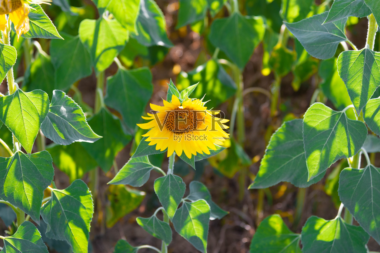 向日葵与蜜蜂照片摄影图片