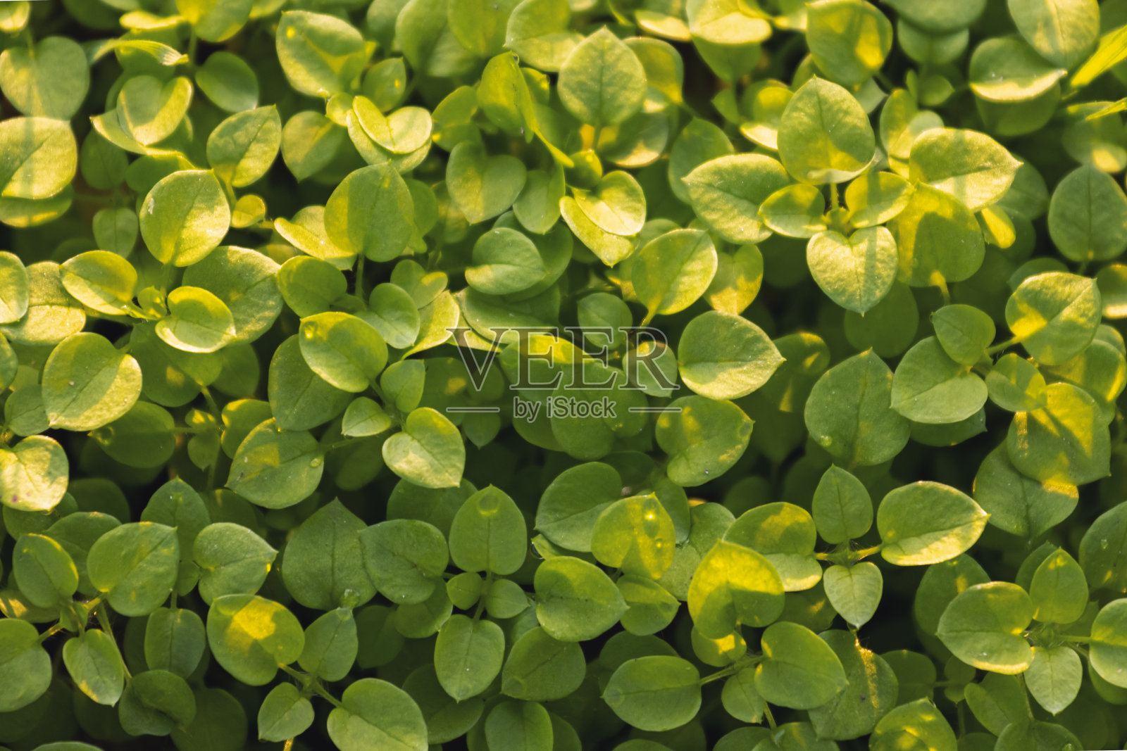 美丽的绿色芽顶视图照片摄影图片