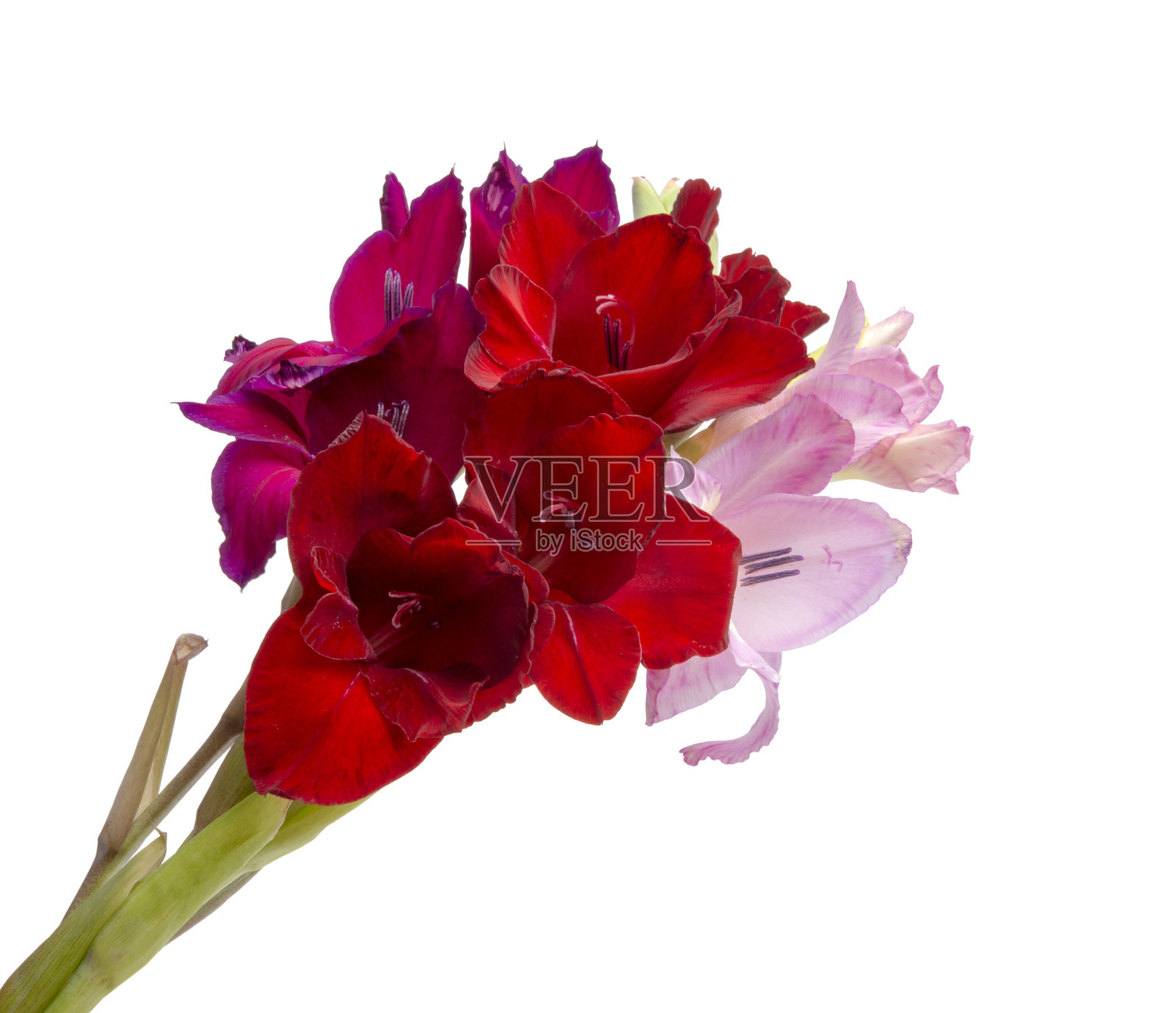 美丽明亮的剑兰花，春天的花束孤立在白色上照片摄影图片