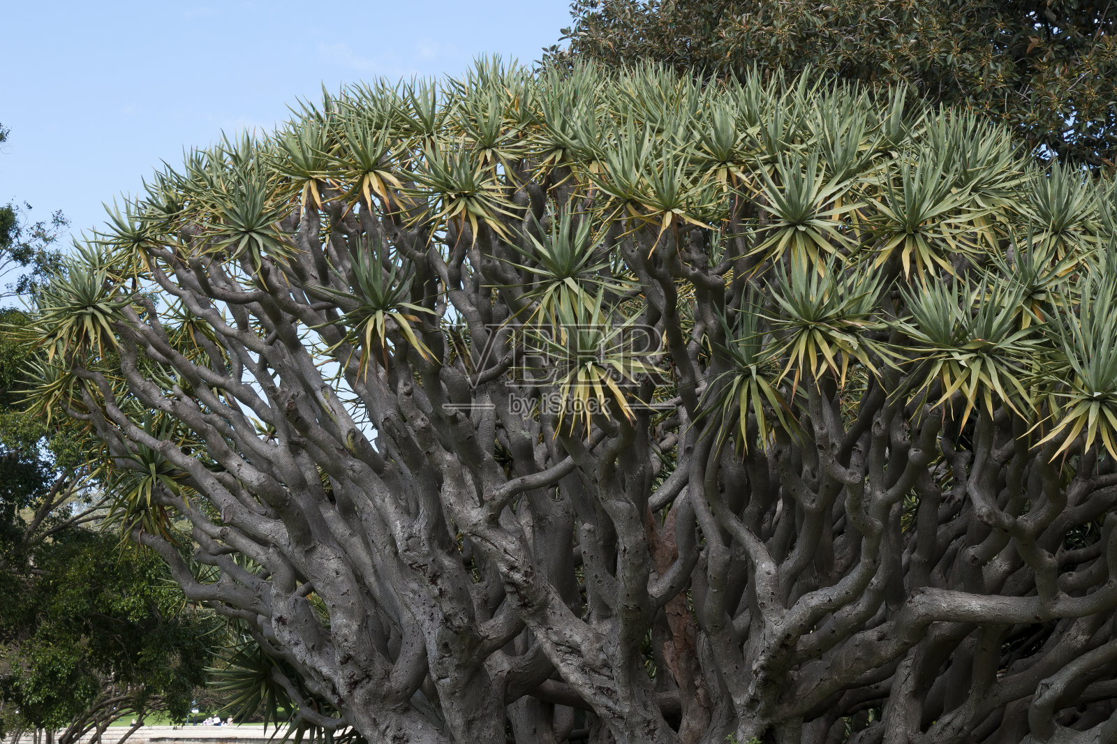 龙血树的树枝和树冠照片摄影图片