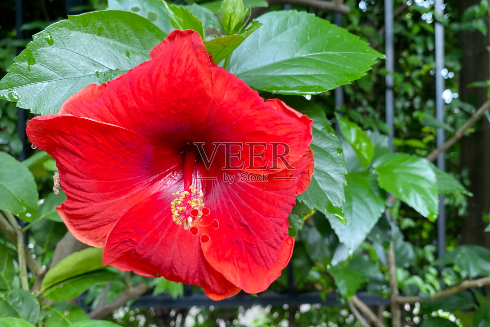 花园里的红色木槿或月季。照片摄影图片