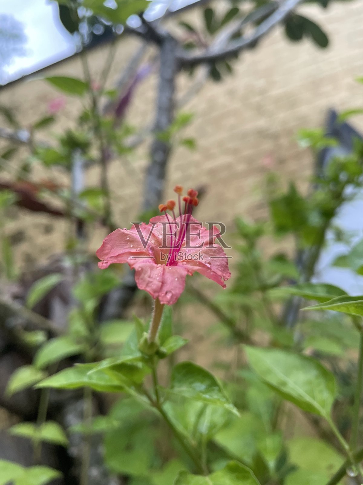 雨后的红色小花景照片摄影图片
