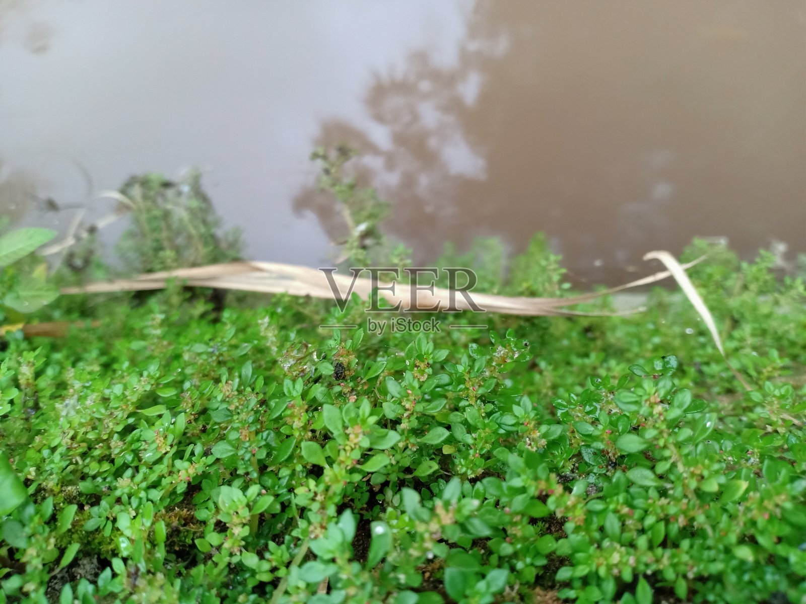 生长在灌溉渠壁上的野生小植物照片摄影图片