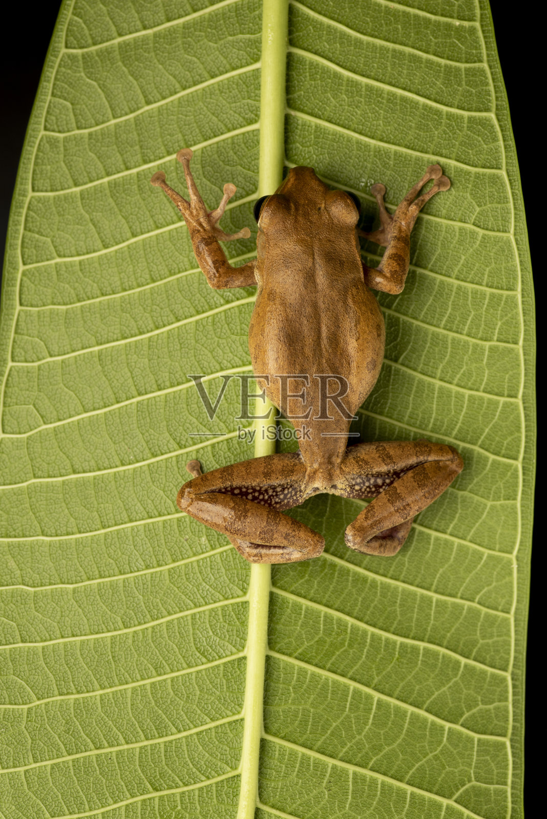 树蛙在巨大的绿叶上展示它的攀爬能力照片摄影图片