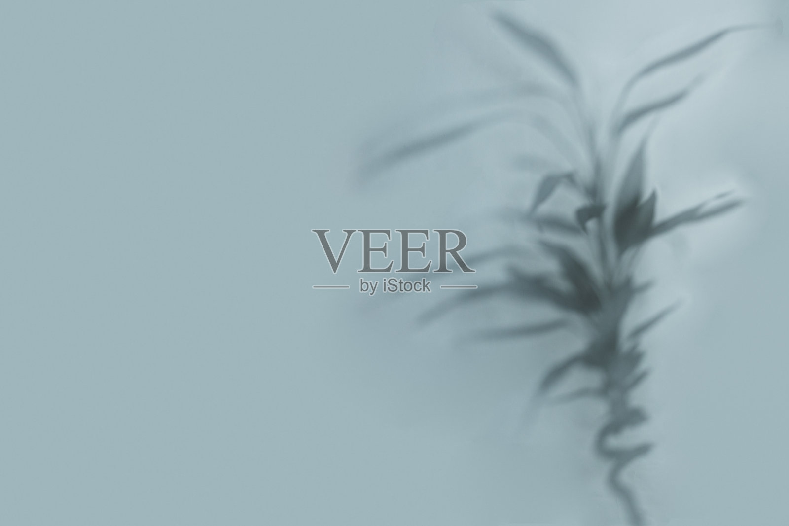 浅蓝色背景下的竹子盆栽与叶子的柔和阴影照片摄影图片