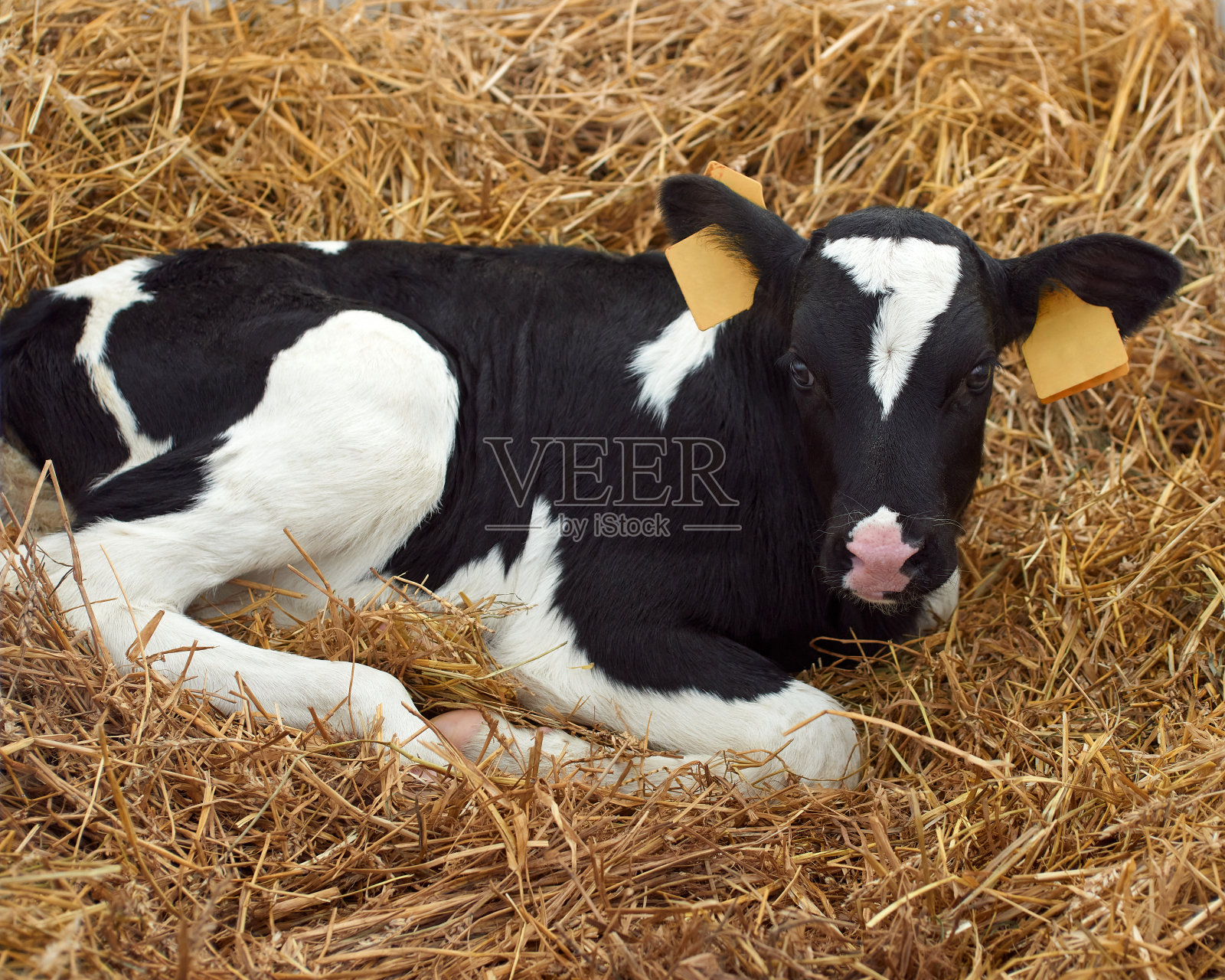 小牛在农场照片摄影图片