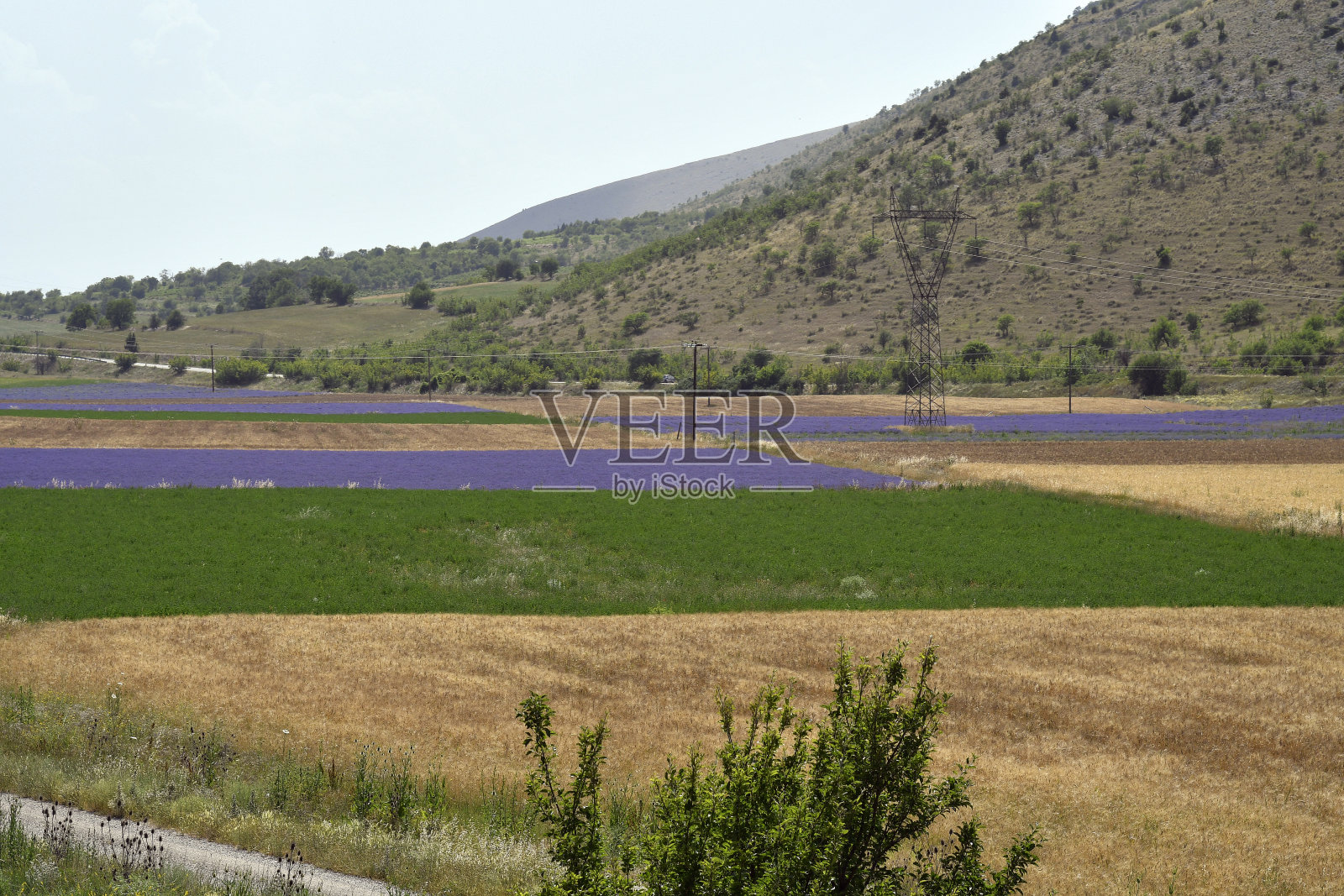 希腊,薰衣草,照片摄影图片