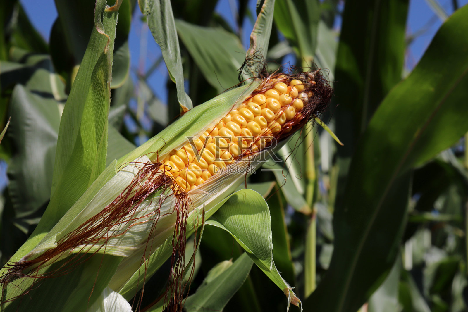 长在田里的绿色玉米穗轴照片摄影图片