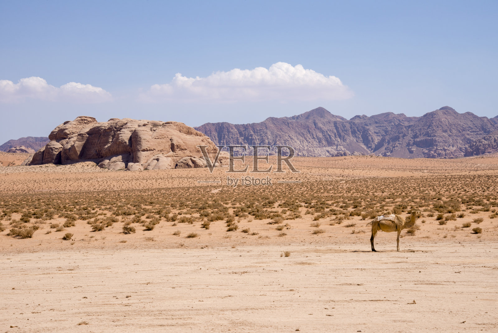 瓦迪拉姆沙漠的景观和骆驼照片摄影图片