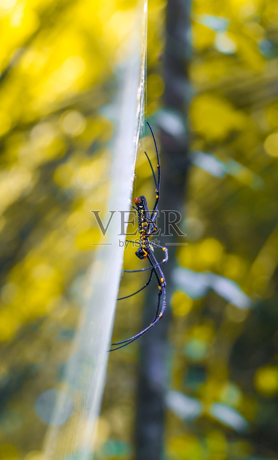 黑色和黄色的蜘蛛坐在网上的背景。黑寡妇蜘蛛，大蜘蛛织网。副本的空间。照片摄影图片