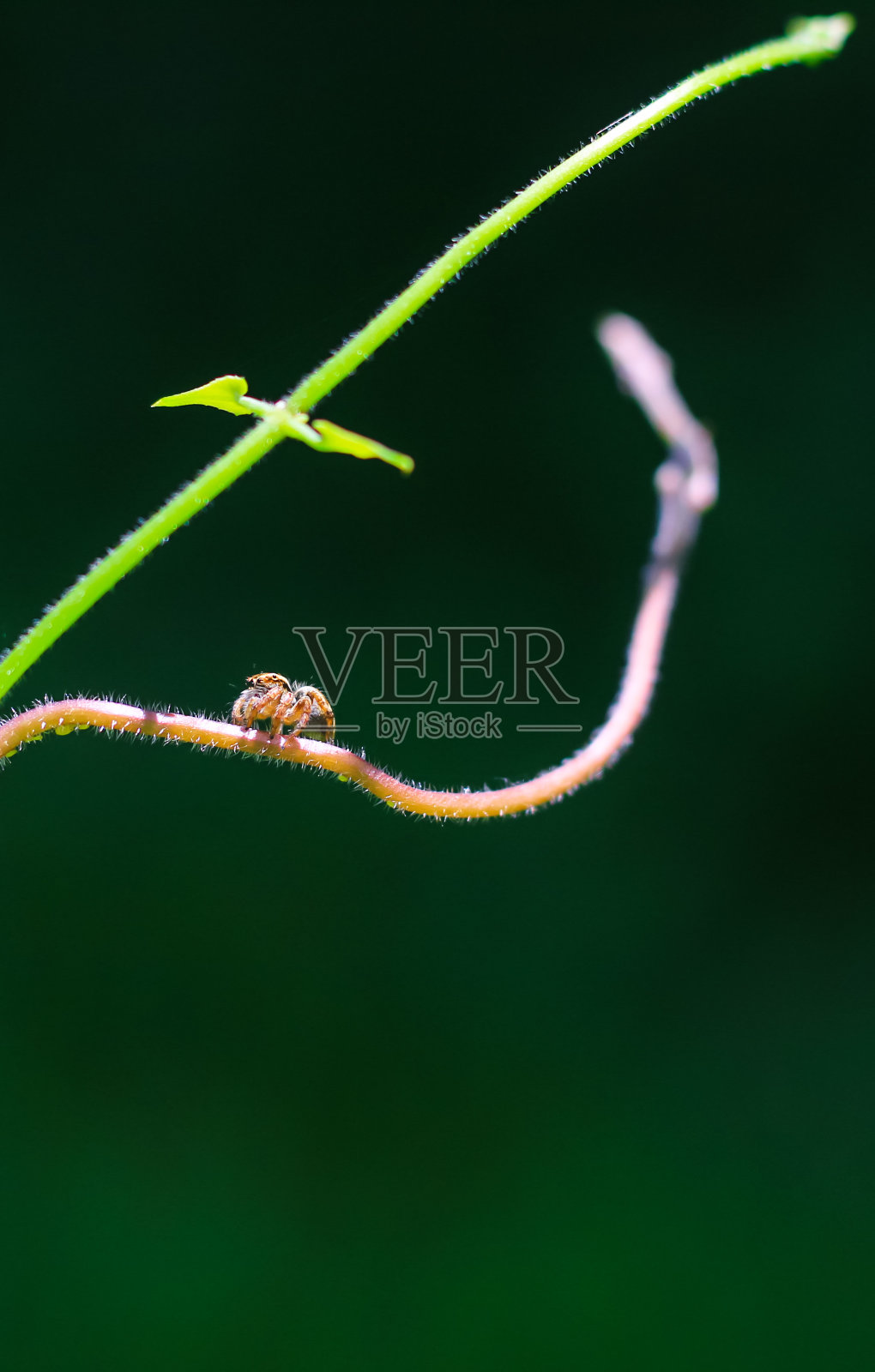 小普通跳蜘蛛。跳蛛是构成Salticid家族的一群蜘蛛。近距离跳蜘蛛眼睛大眼镜灌木植物。照片摄影图片