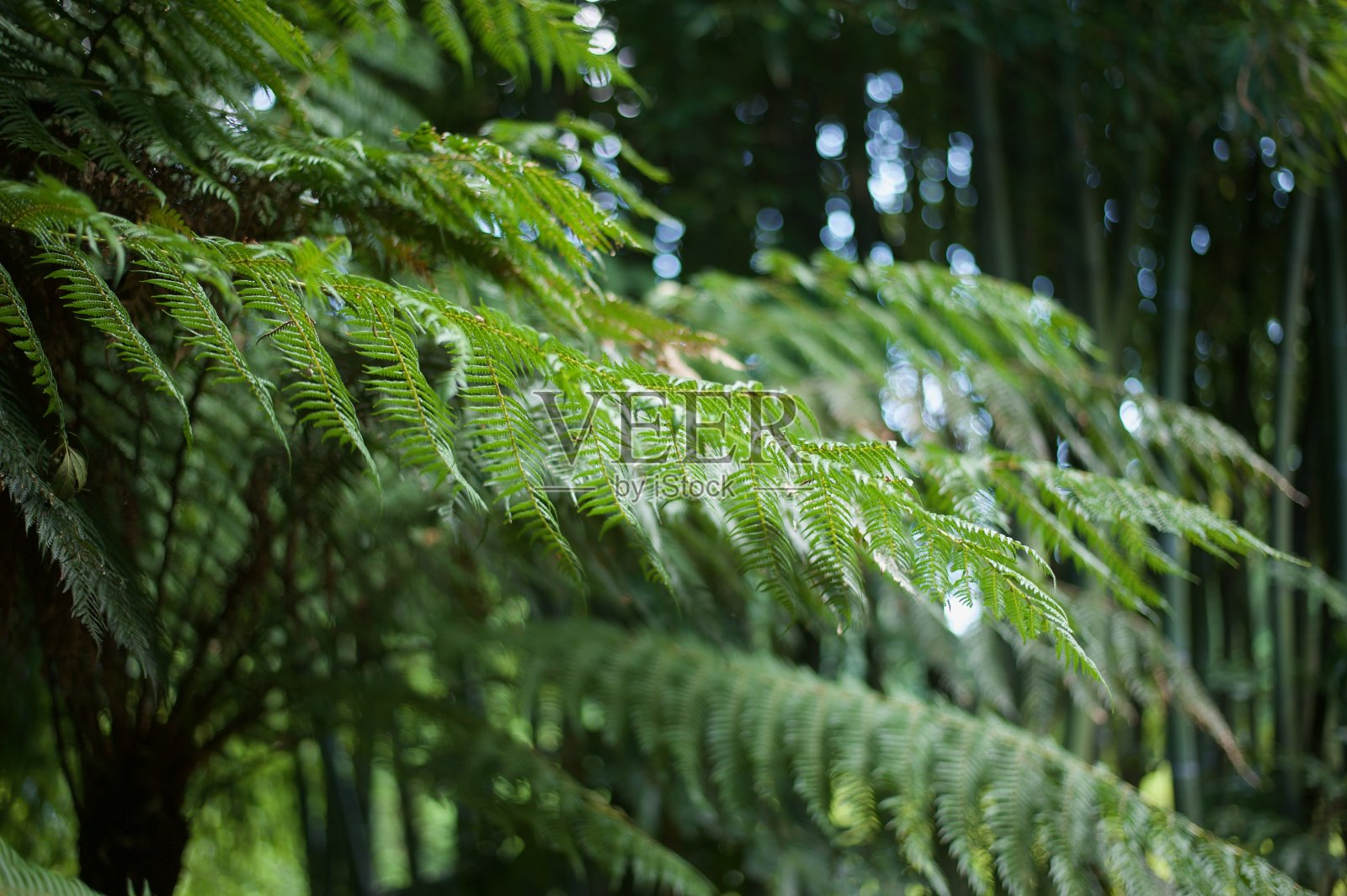 远照片摄影图片