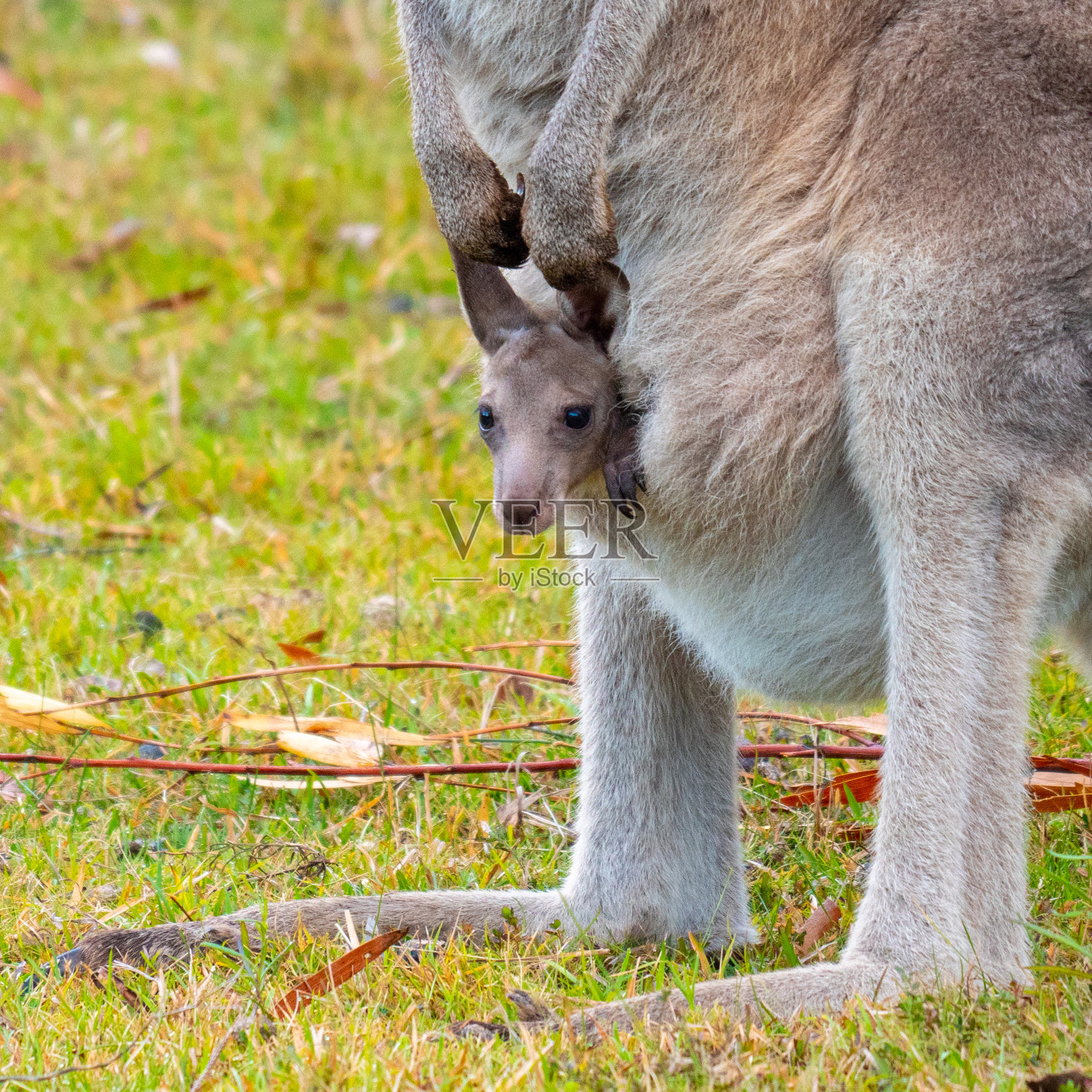 袋鼠照片摄影图片